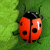 Jeu en ligne - 2 Many Bugs