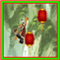 Jeu Le saut de la tigresse: Kung Fu Panda