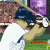 Jeu en ligne - Baseball